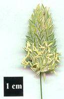 Inflourescence of Phalaris canariensis